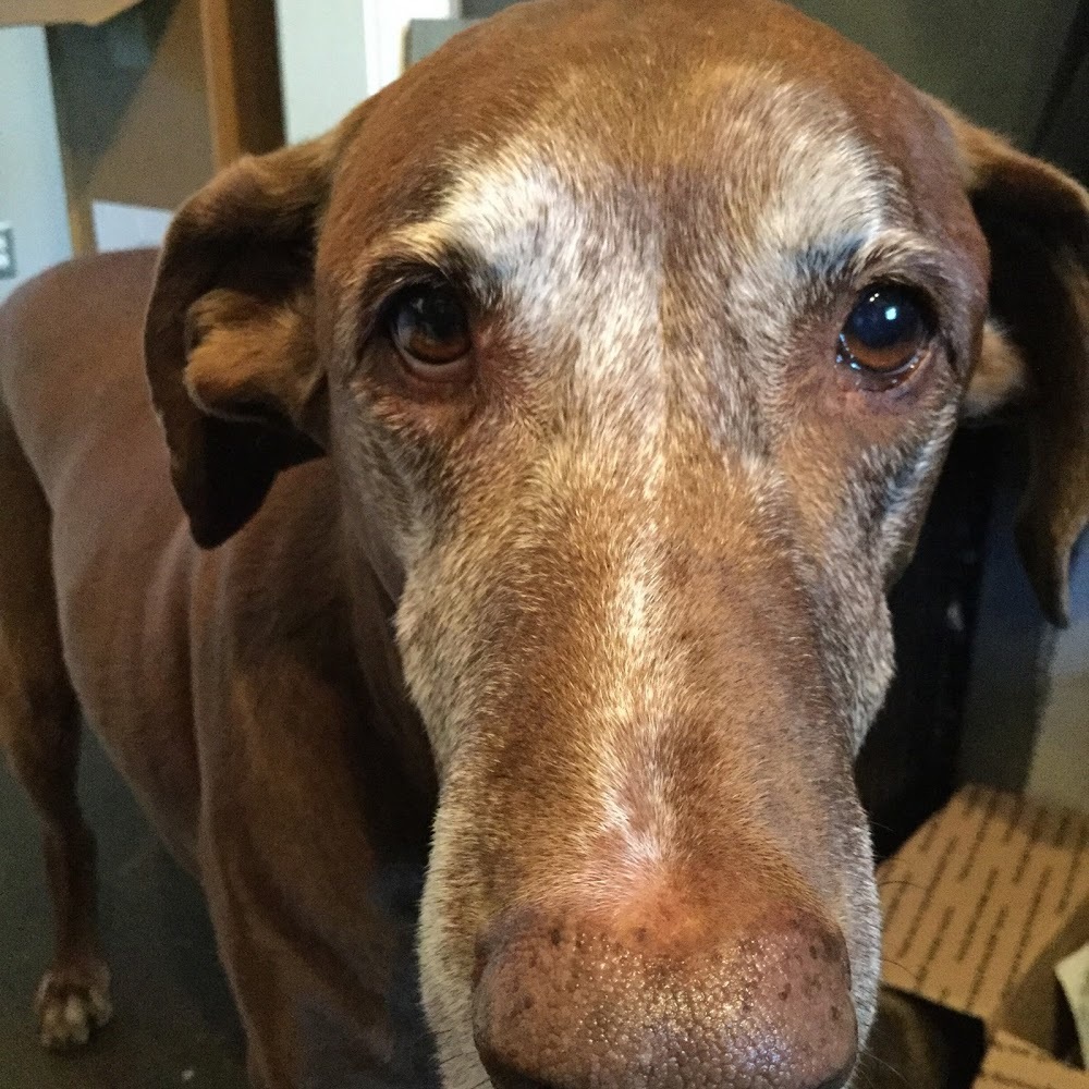 Meet your Posher, Scout